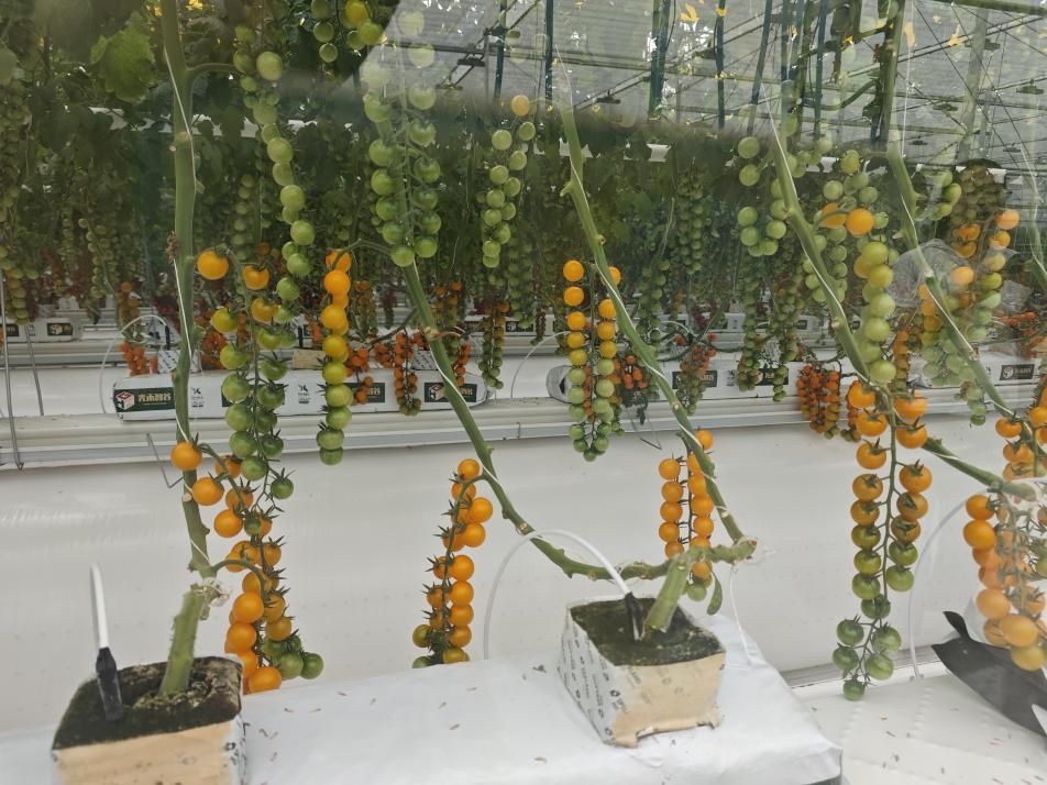 微信图片_20250519142628